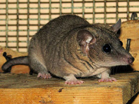 Фото Домовый оппосум