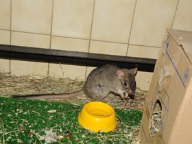 Фото Карликовый кенгуру