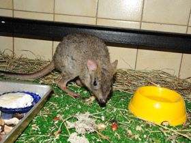 Фото Карликовый кенгуру