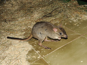 Фото Карликовый кенгуру