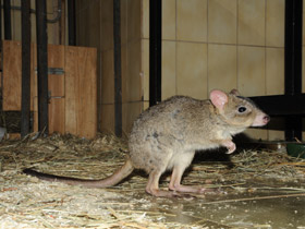 Фото Карликовый кенгуру