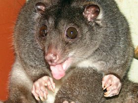 Одноцветный опоссум Одноцветный опоссум