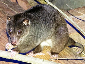 Фото Одноцветный опоссум