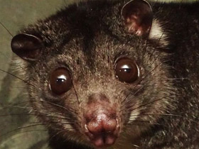 Фото Одноцветный опоссум