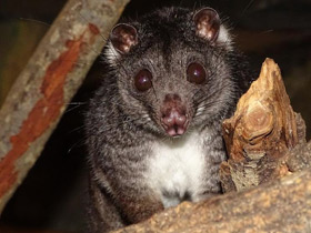 Фото Одноцветный опоссум