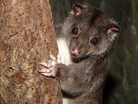 Фото Одноцветный опоссум