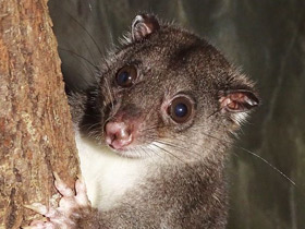 Фото Одноцветный опоссум