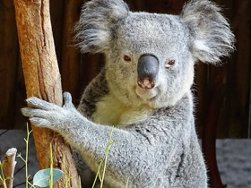 Смотреть фото Самые громкие животные в мире Фото Самые громкие животные в мире