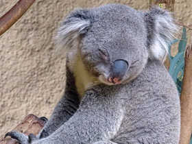 Фото «Мама, возьми меня на ручки!»