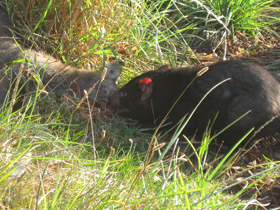 Фото Сумчатый дьявол