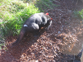 Фото Сумчатый дьявол