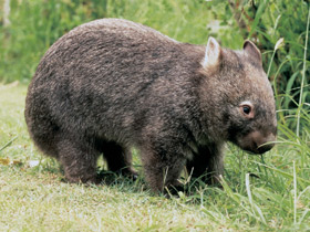 Обыкновенный вомбат Обыкновенный вомбат