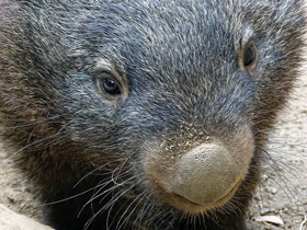 Фото Обыкновенный вомбат