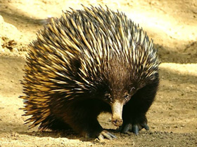 Фото Самый длинный язык у животных