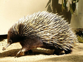 Смотреть фото Интересные факты о млекопитающих Фото Интересные факты о млекопитающих