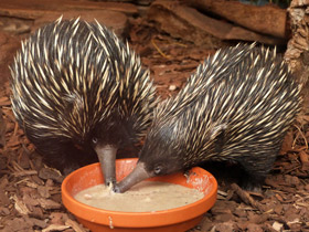 Смотреть фото Ехидна и проехидна: осколки ископаемой фауны Фото Ехидна и проехидна: осколки ископаемой фауны