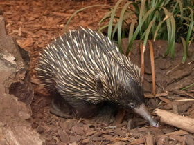 Смотреть фото Ехидна и проехидна: осколки ископаемой фауны Фото Ехидна и проехидна: осколки ископаемой фауны