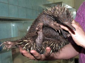 Смотреть фото Ехидна и проехидна: осколки ископаемой фауны Фото Ехидна и проехидна: осколки ископаемой фауны