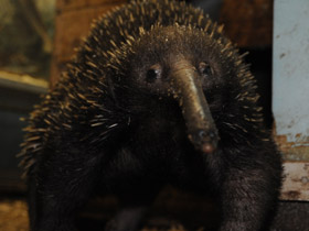 Смотреть фото Проехидна Бруийна Фото Проехидна Бруийна