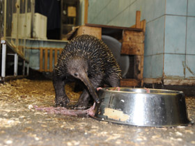 Смотреть фото Проехидна Бруийна Фото Проехидна Бруийна