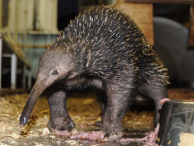 Смотреть фото Проехидна Бруийна Фото Проехидна Бруийна