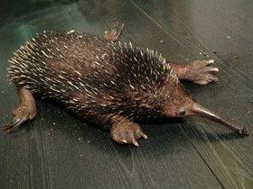 Смотреть фото Проехидна Бруийна Фото Проехидна Бруийна