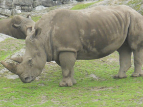 Смотреть фото Самая долгая беременность у животных Фото Самая долгая беременность у животных