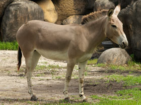 Смотреть фото Дикий осёл Фото Дикий осёл