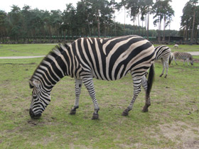 Фото Бурчеллова зебра