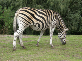 Фото Бурчеллова зебра