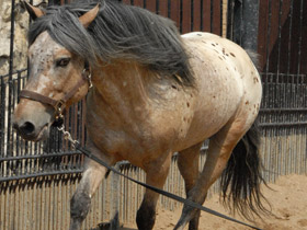 Смотреть фото Домашние лошади Фото Домашние лошади