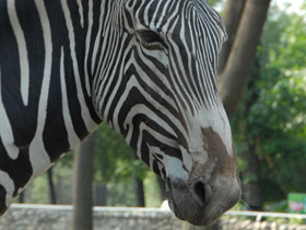 Смотреть фото Зебра Греви Фото Зебра Греви