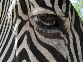 Зебра Греви