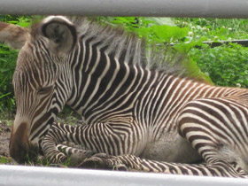 Смотреть фото Зебра Греви Фото Зебра Греви