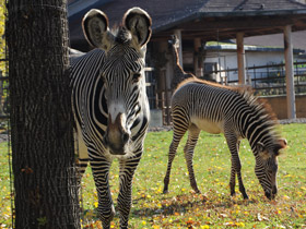 Смотреть фото Зебра Греви Фото Зебра Греви