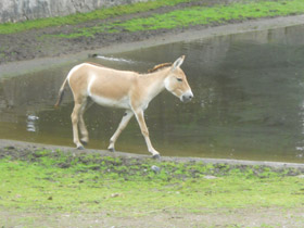 Смотреть фото Кулан Фото Кулан
