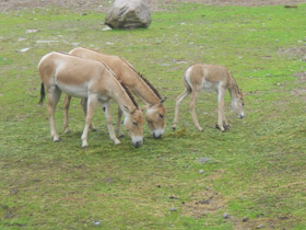 Смотреть фото Кулан Фото Кулан