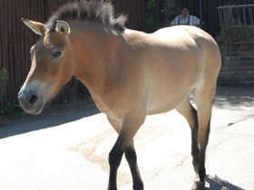 Смотреть фото Лошадь Пржевальского Фото Лошадь Пржевальского