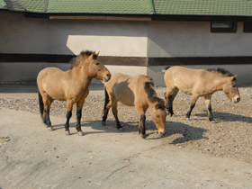 Смотреть фото Лошадь Пржевальского Фото Лошадь Пржевальского