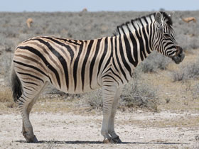 Фото Квагга