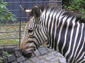 Фото Горная зебра Хартмана