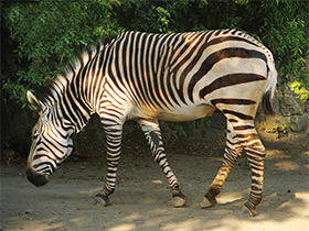 Фото Горная зебра Хартмана