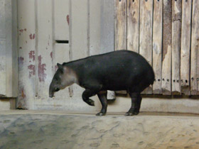 Смотреть фото Тапир Бэрда Фото Тапир Бэрда