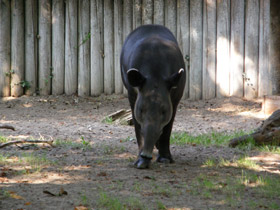 Смотреть фото Тапир Бэрда Фото Тапир Бэрда
