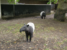 Смотреть фото Чепрачный тапир Фото Чепрачный тапир