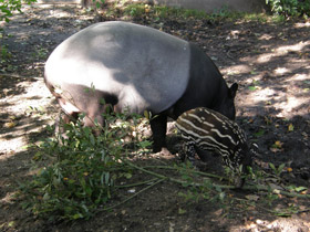 Смотреть фото Чепрачный тапир Фото Чепрачный тапир