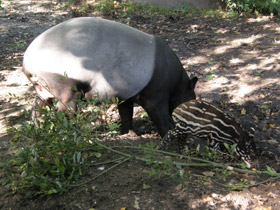 Смотреть фото Чепрачный тапир Фото Чепрачный тапир