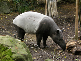 Смотреть фото Чепрачный тапир Фото Чепрачный тапир