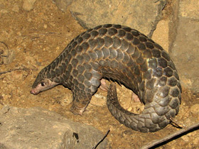 Смотреть фото Китайский панголин Фото Китайский панголин