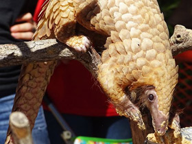 Фото Белобрюхий ящер